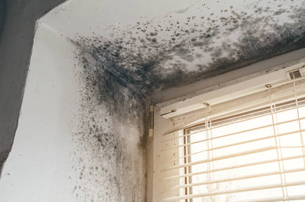 Trusted Crawl Space Mold Removal service in Morris Plains, NJ - Cheap Mold Removal